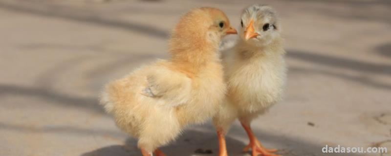 小鸡出壳多久可以喂食，温度控制在多少合适