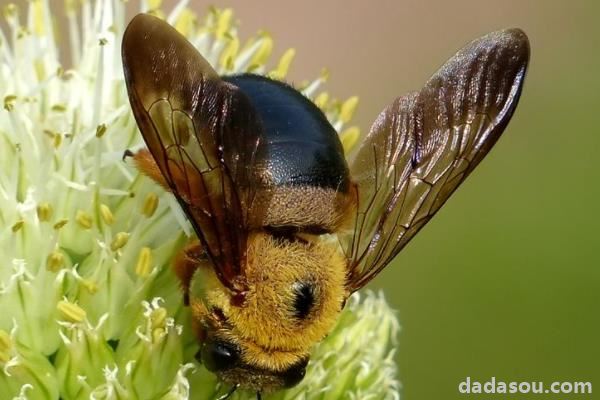 蜂种类