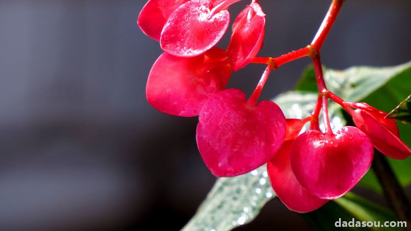 竹节海棠的繁殖方法