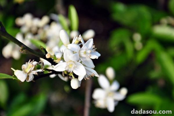 云香花的养殖方法