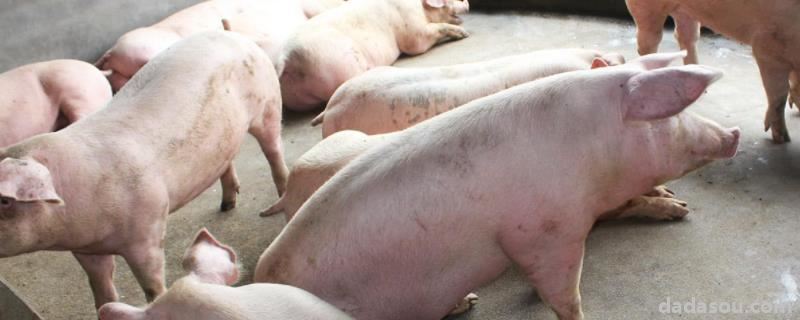 饲料猪肉对人体有危害吗？和粮食猪肉哪个营养好