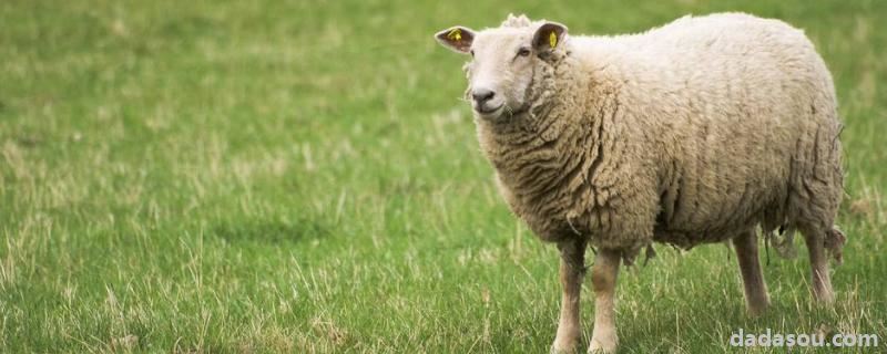 羊掉毛是什么原因引起的，用什么药快速