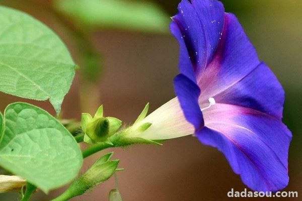 牵牛花播种需要泡种吗