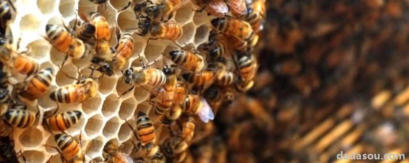 大棚放养蜜蜂的正确方法，新收蜜蜂要几天才建巢