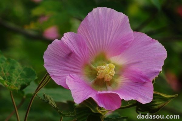 芙蓉花栽培与管理方法