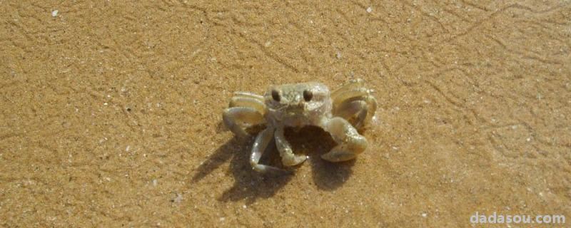 沙蟹可以用淡水养吗，腿能再生吗