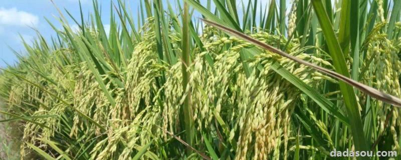 杂交水稻种到了哪些地方，强优势杂交水稻什么时期