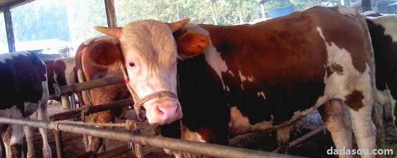 牛喂葡萄糖粉有坏处吗，可以长期喂吗