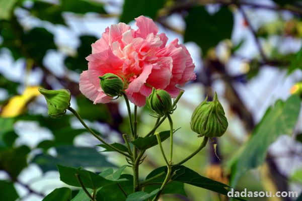 芙蓉花有种子能发芽吗