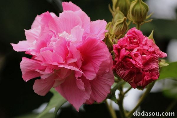 芙蓉花有种子能发芽吗