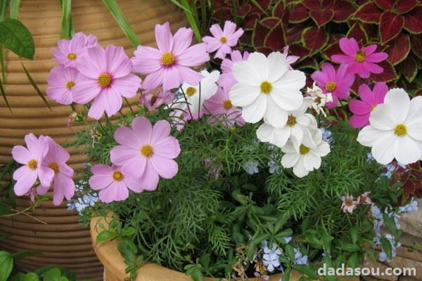菊花的种类