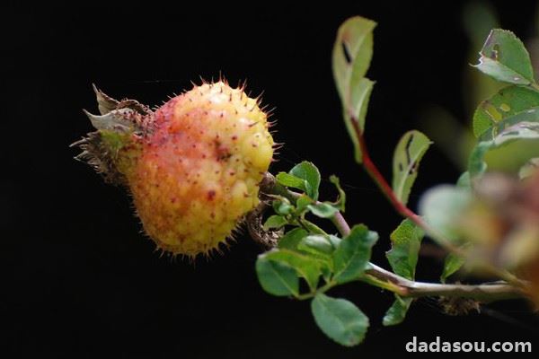 金樱子种植地区与温度