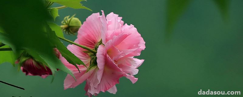 芙蓉花有种子能发芽吗