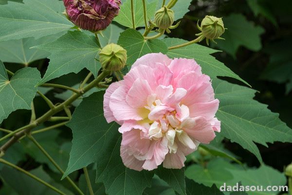 芙蓉花不开花怎么回事