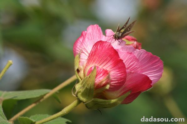 芙蓉花是怎么繁殖的