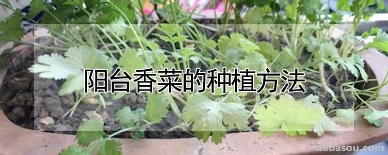 阳台香菜的种植方法