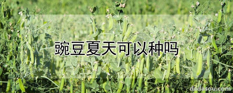 豌豆夏天可以种吗