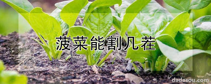 菠菜能割几茬