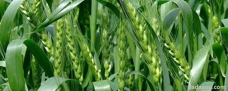 小麦播种后几天出苗，鲁西南和鲁西北小麦最佳播种时间