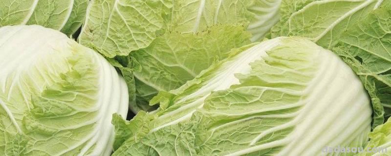 大白菜最低能抗气温多少度,0°C还能不能生长