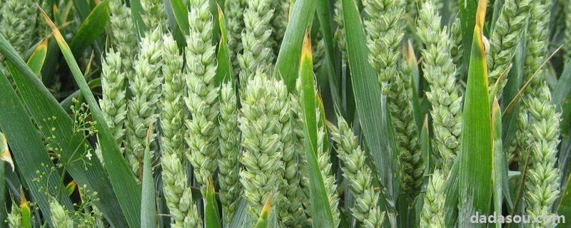 小麦最佳播种期,山农28号小麦每亩播种多少
