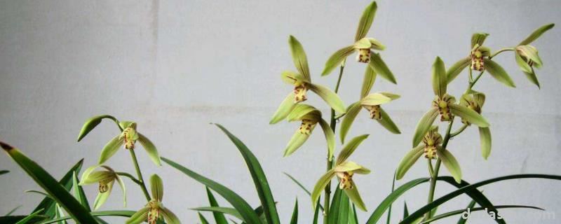 em菌在兰花上的正确使用方法,冬天可以用吗