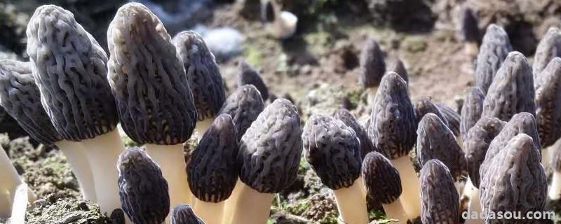 羊肚菌不长菌霜是怎么回事,附<a href=https://www.dadasou.com/ny/zhongzhi/ target=_blank class=infotextkey>种植</a>条件和方法