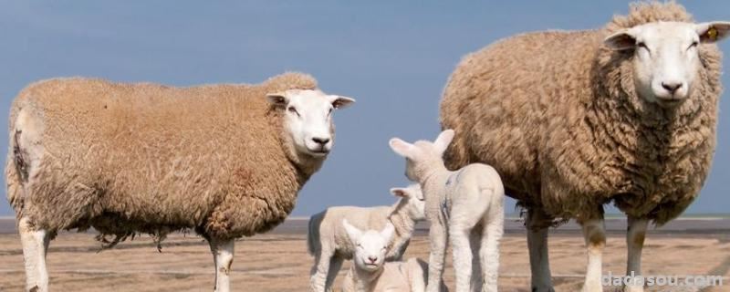 大羊没奶小羊吃什么奶粉，三到十天的小羊一天吃多少奶