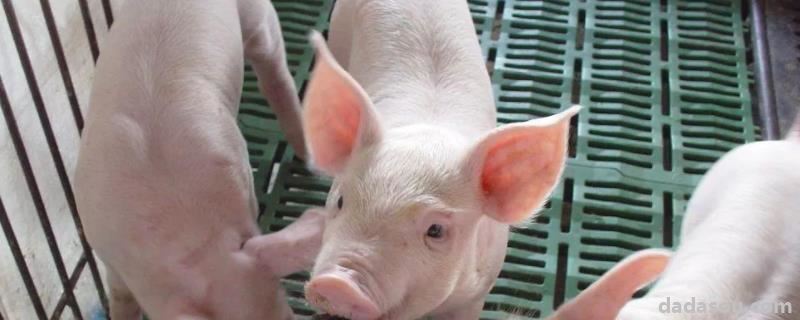 金霉素喂猪有什么用处，猪拉稀究竟该停喂还是减料