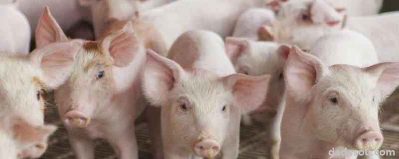 养猪常用必备八种药，自制养猪不生病秘方