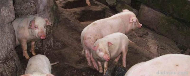 猪身上起铁锈原因，如何治疗，猪胀气是什么原因引起的，如何治疗