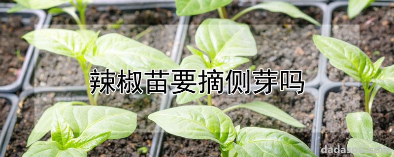 辣椒苗要摘侧芽吗