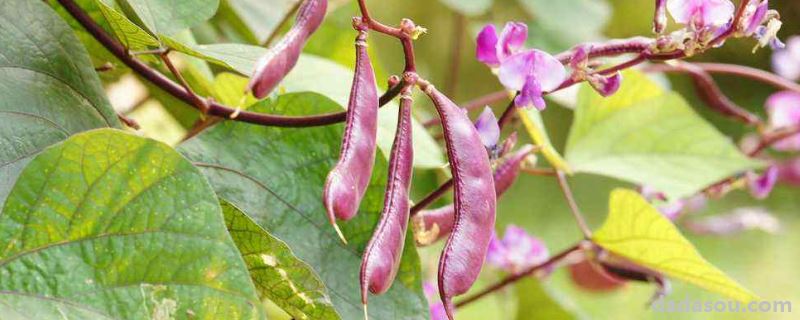 秋眉豆的种植方法和时间