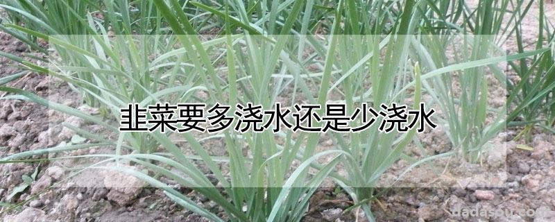 韭菜要多浇水还是少浇水