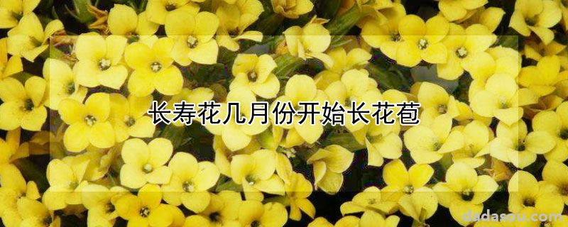 长寿花几月份开始长花苞