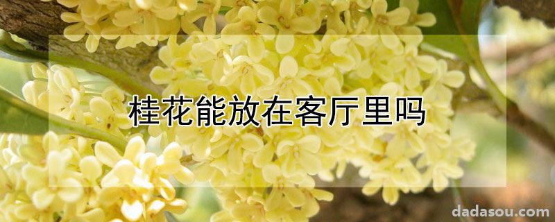 桂花能放在客厅里吗