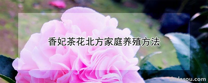 香妃茶花北方家庭如何养殖（香妃茶花北方家庭养殖方法）