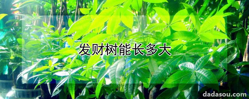 发财树能长多大