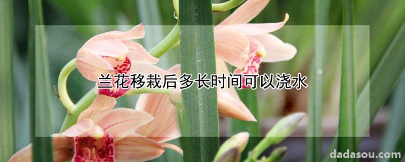 兰花移栽后多长时间可以浇水