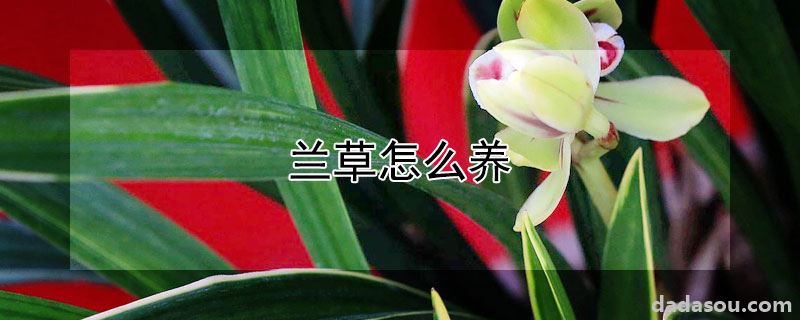 兰草养殖方法（兰草怎么养）