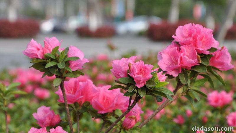 杜鹃花好养吗