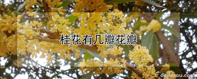 桂花有几瓣花瓣