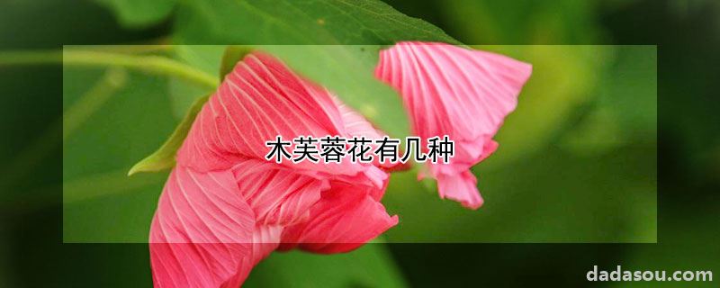 木芙蓉花有几种