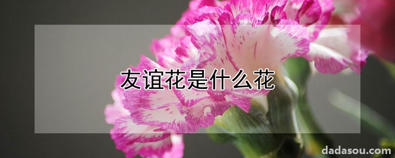 友谊花是什么花