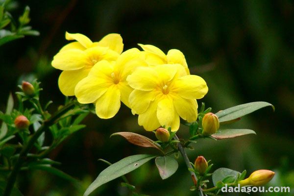 迎春花的特点