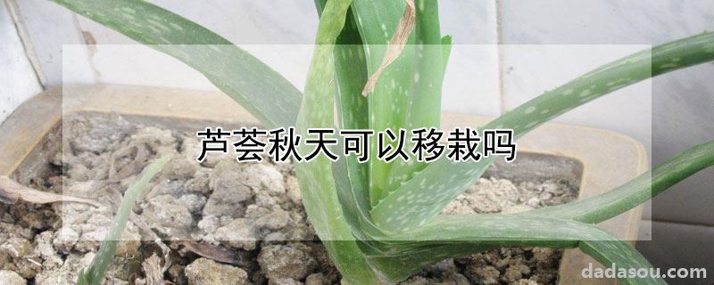 芦荟秋天可以移栽吗