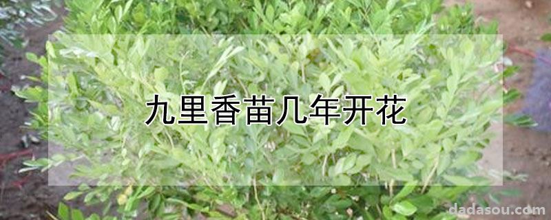 九里香苗几年开花