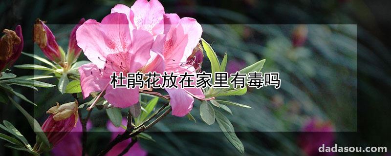 杜鹃花放在家里有毒吗