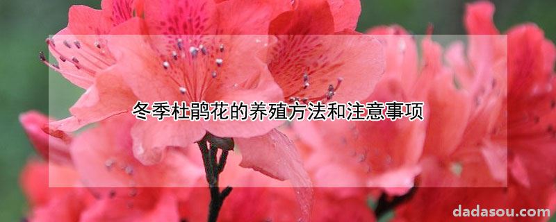 冬季杜鹃花的养殖方法和注意事项