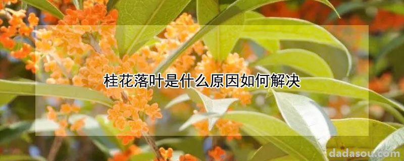 桂花落叶是什么原因如何解决